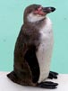 Humboldt Penguin vi